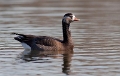 Brandgans x Canadese gans 2009